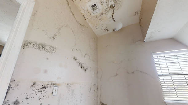 Best Water Damage & Mold Remediation  in Sunny Isles Beach, FL