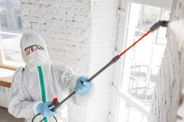 Trusted Sunny Isles Beach, FL Mold Removal Experts